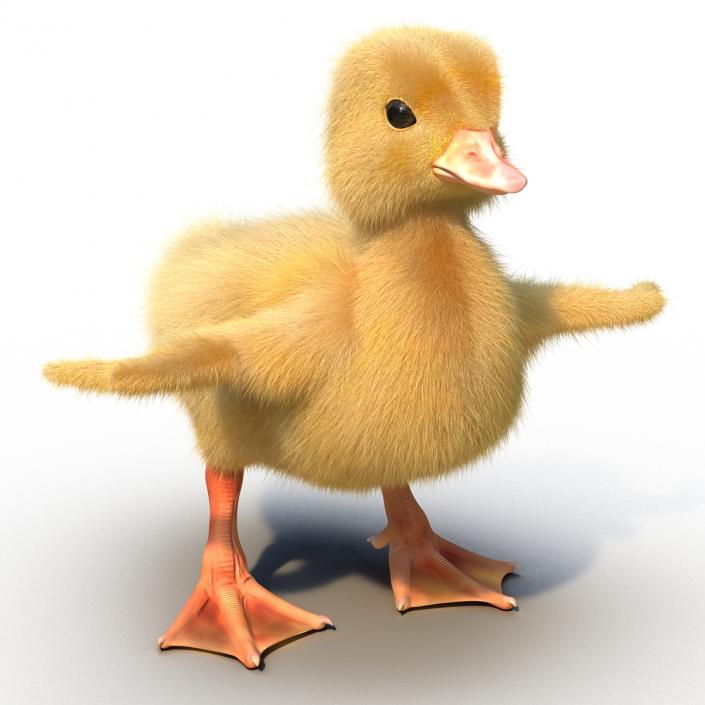 3D model Duckling Rigged