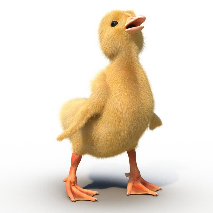 3D model Duckling Rigged