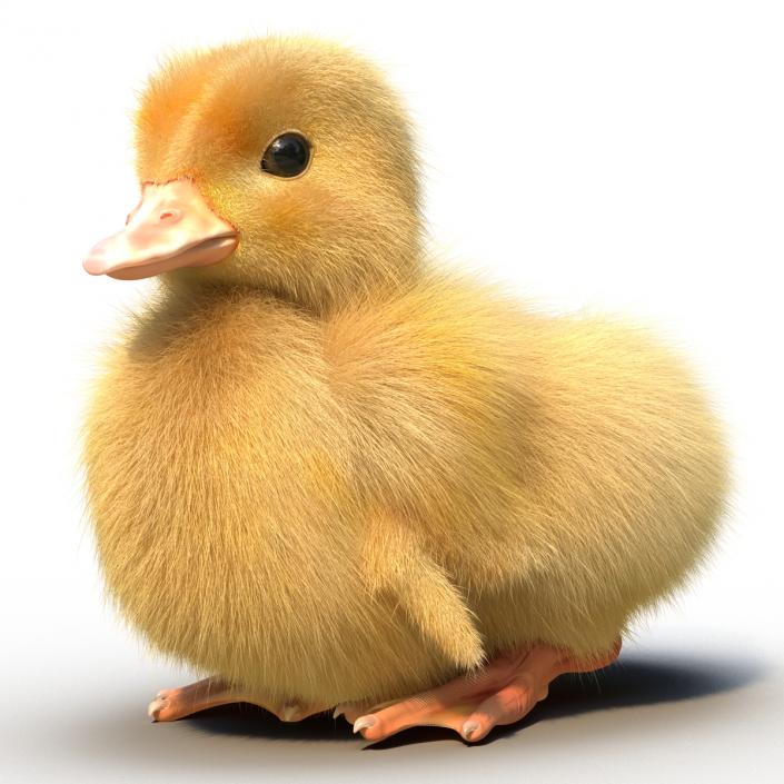 3D model Duckling Rigged