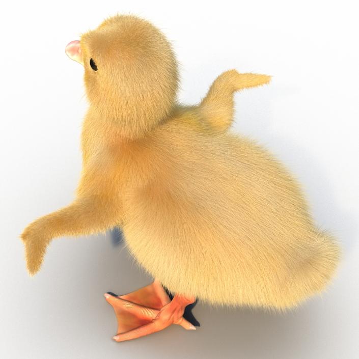 3D model Duckling Rigged