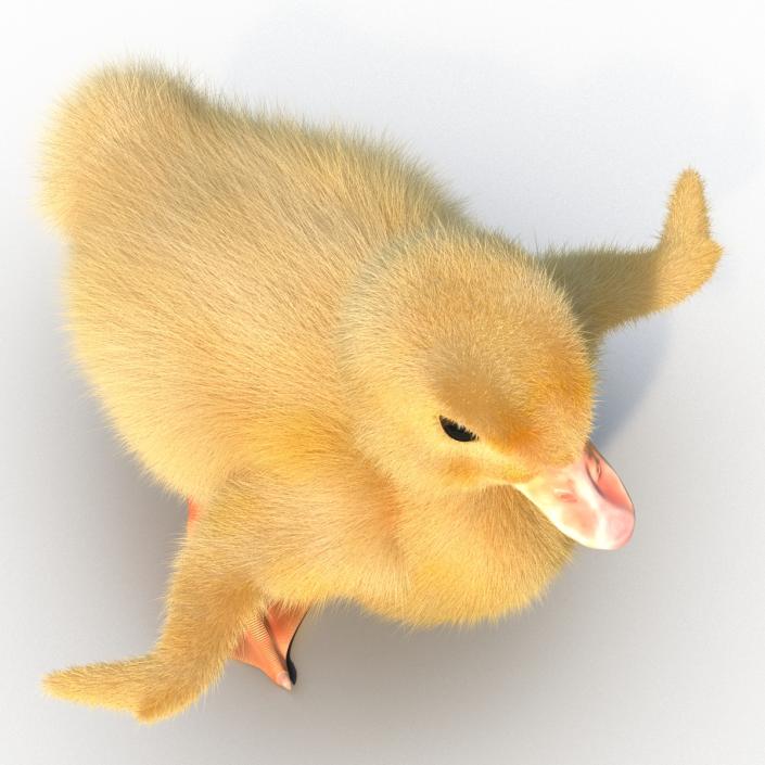 3D model Duckling Rigged