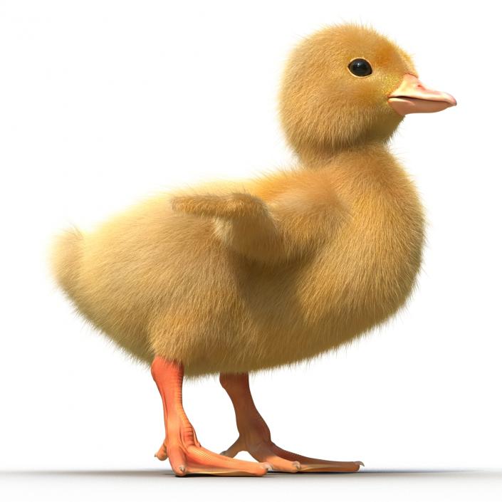 3D model Duckling Rigged