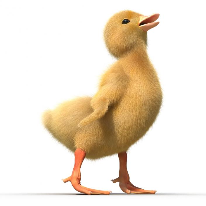 3D model Duckling Rigged