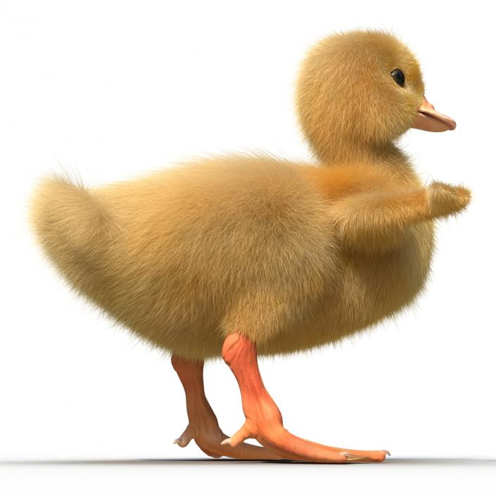 3D model Duckling Rigged