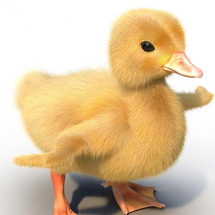 3D model Duckling Rigged