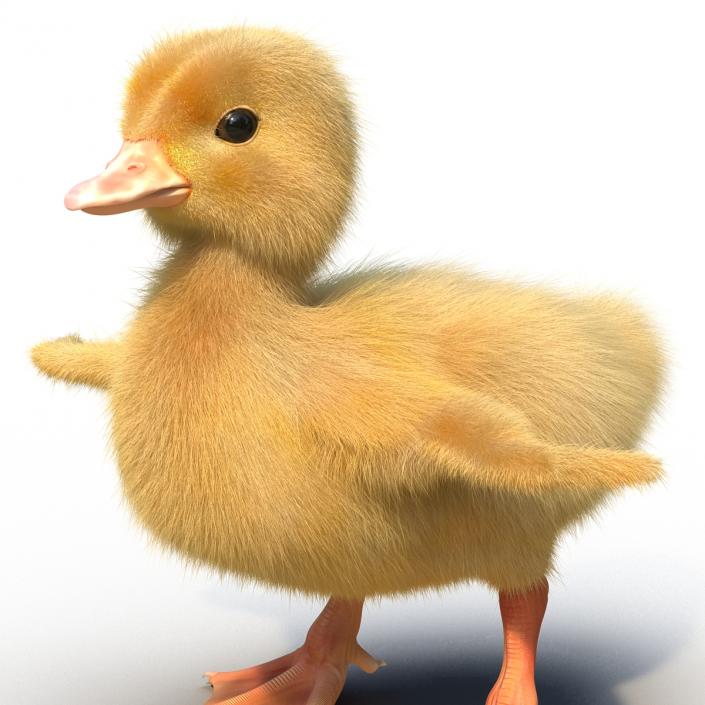 3D model Duckling Rigged