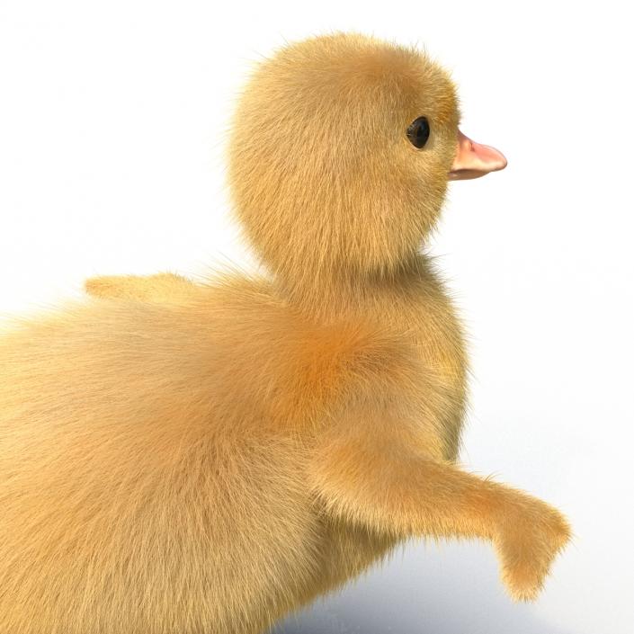 3D model Duckling Rigged