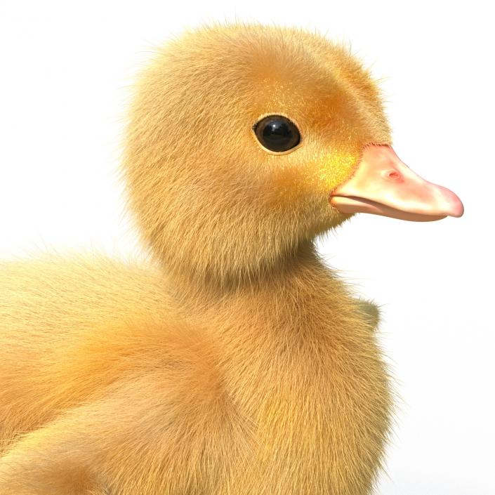 3D model Duckling Rigged