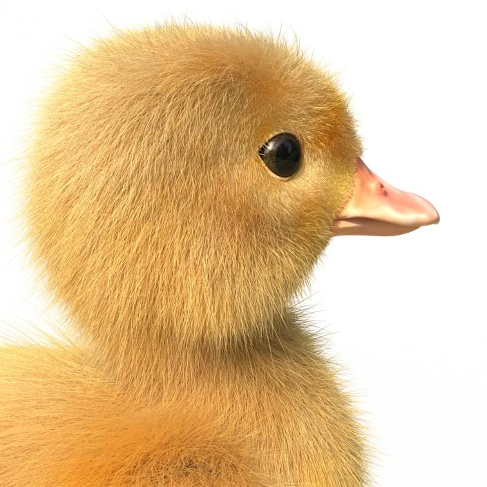 3D model Duckling Rigged