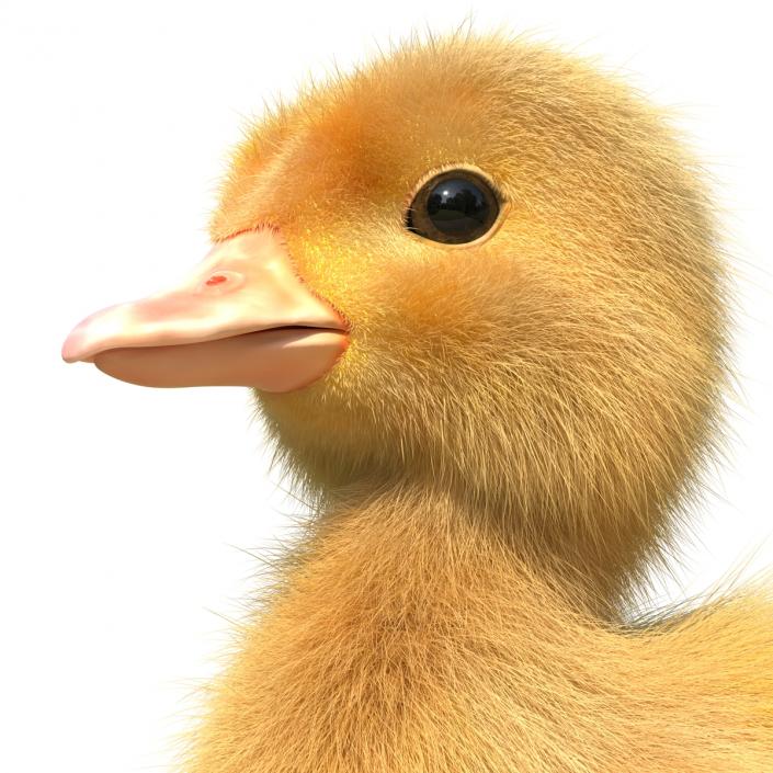 3D model Duckling Rigged