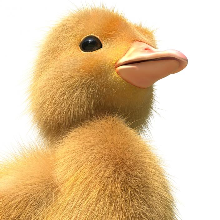 3D model Duckling Rigged