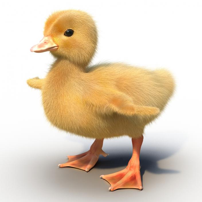 3D model Duckling