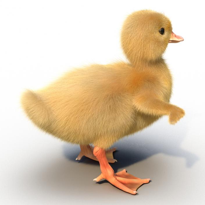 3D model Duckling