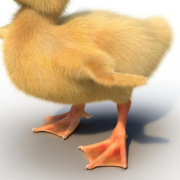 3D model Duckling