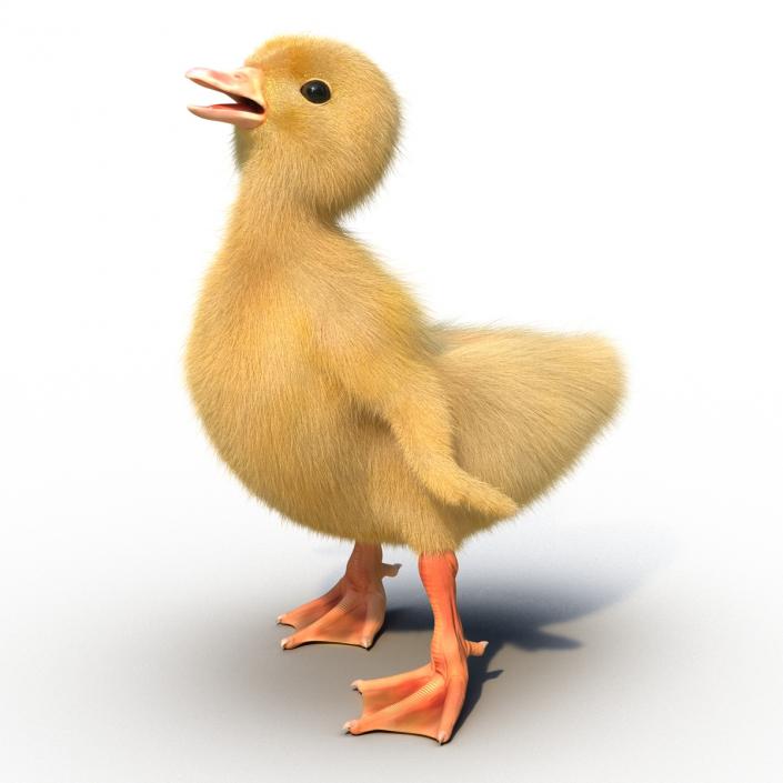 3D model Duckling Pose 4