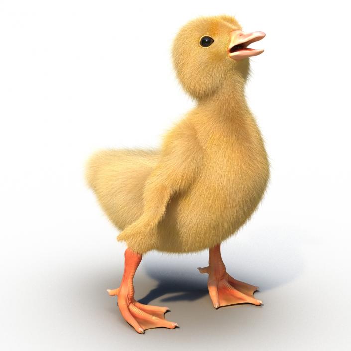 3D model Duckling Pose 4