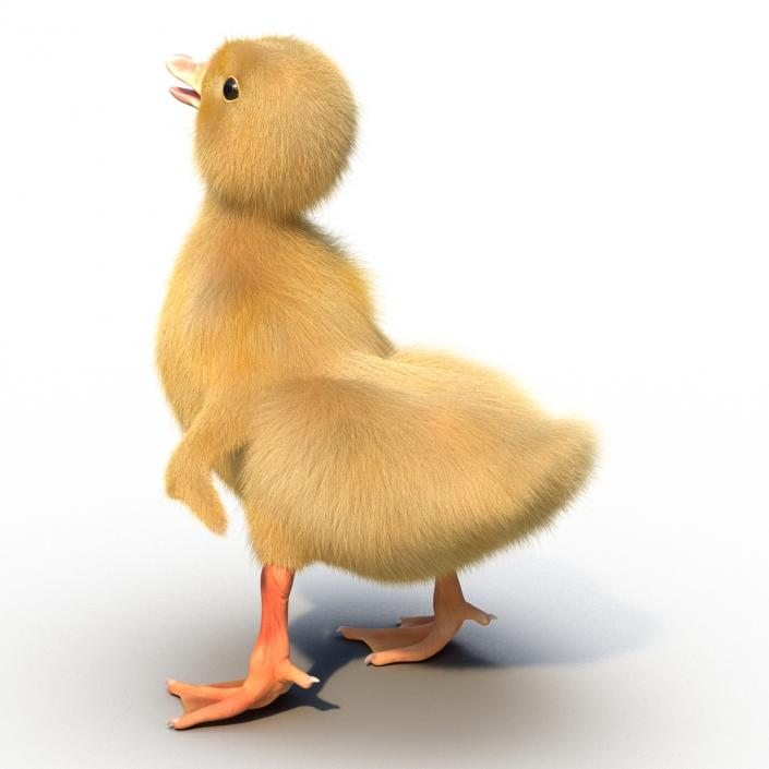 3D model Duckling Pose 4