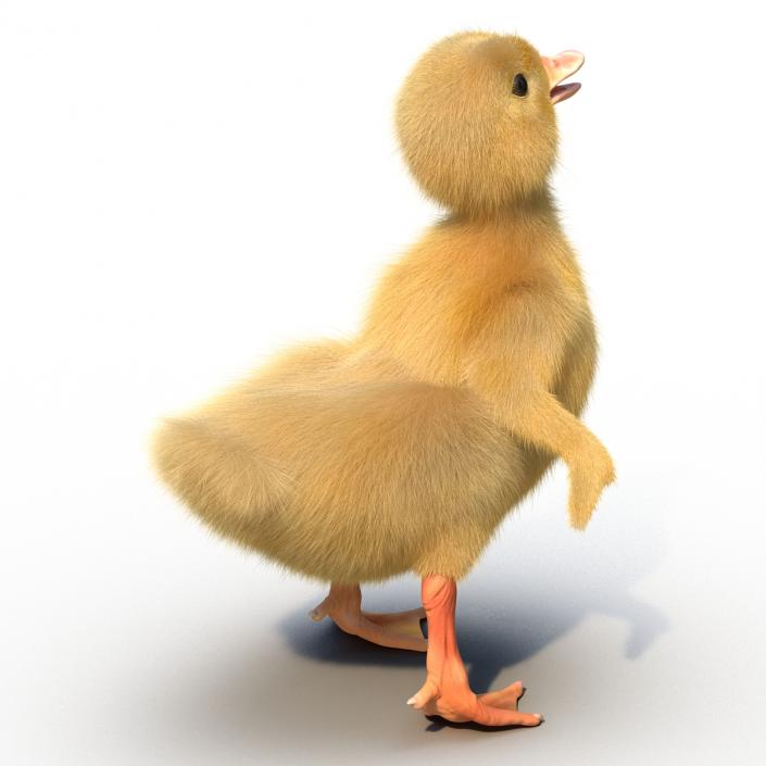 3D model Duckling Pose 4