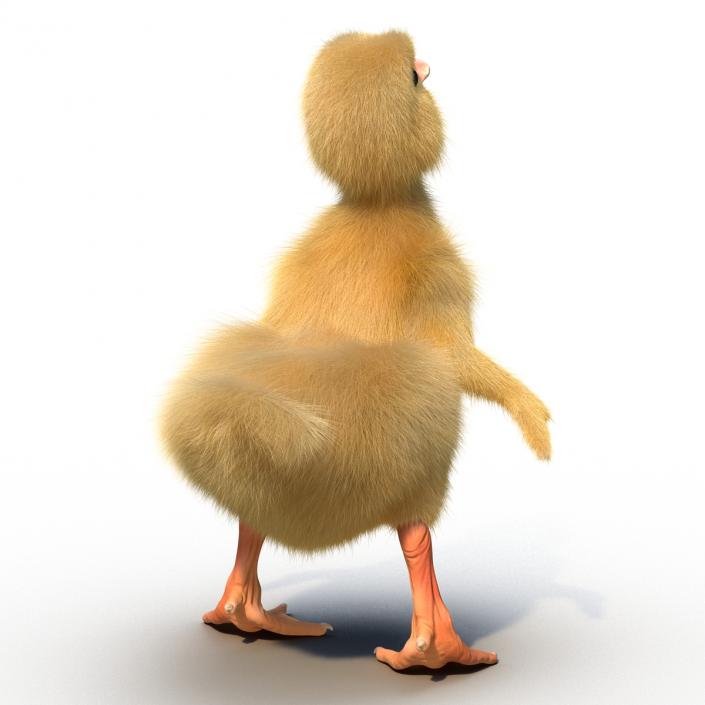 3D model Duckling Pose 4