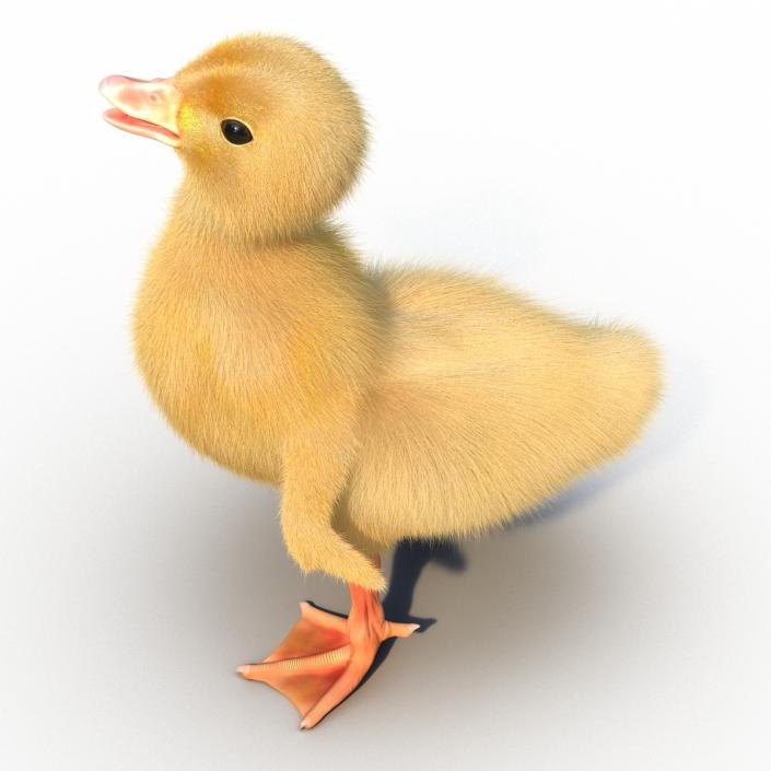 3D model Duckling Pose 4