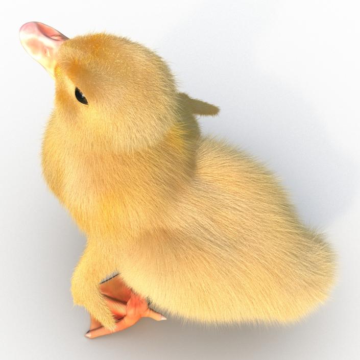 3D model Duckling Pose 4