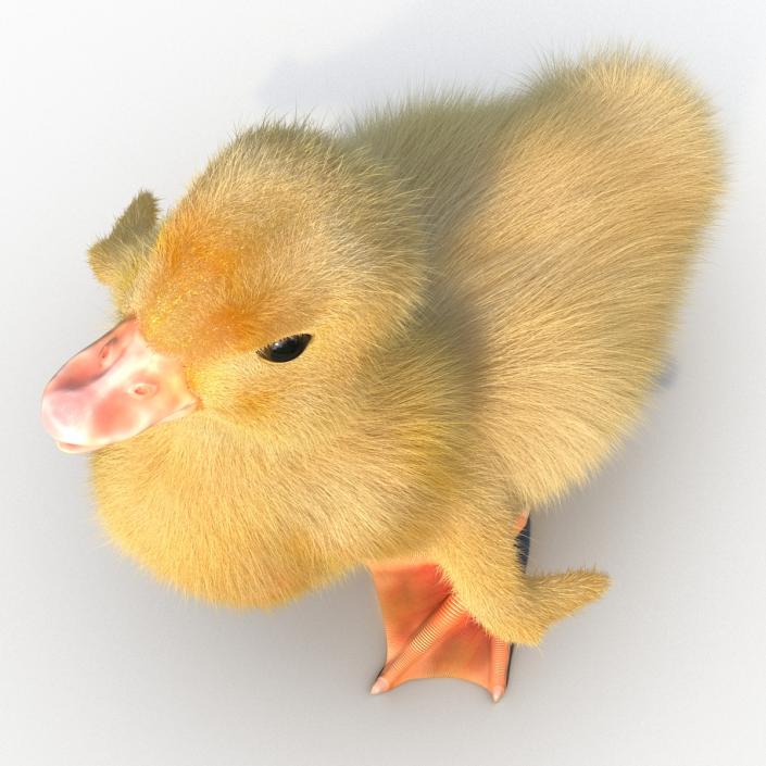 3D model Duckling Pose 4