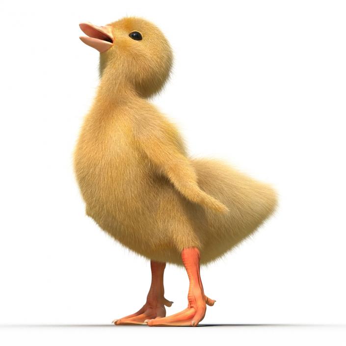 3D model Duckling Pose 4