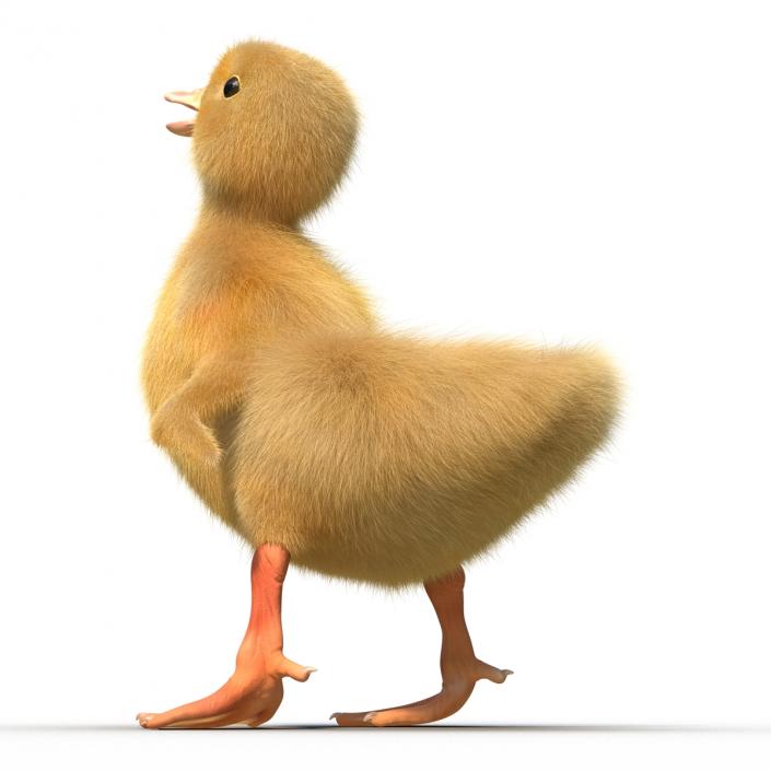 3D model Duckling Pose 4