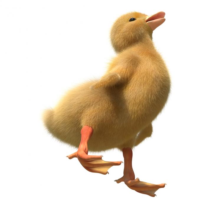 3D model Duckling Pose 4