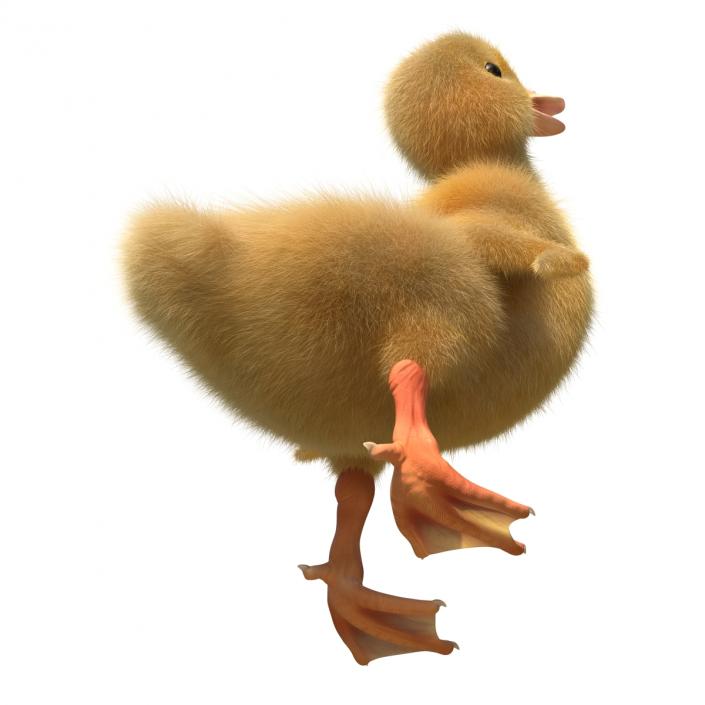 3D model Duckling Pose 4