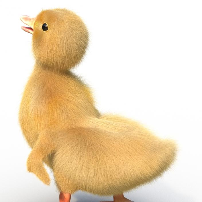 3D model Duckling Pose 4