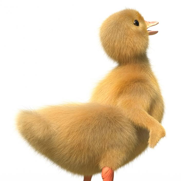 3D model Duckling Pose 4