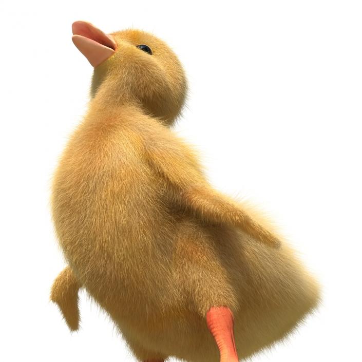 3D model Duckling Pose 4