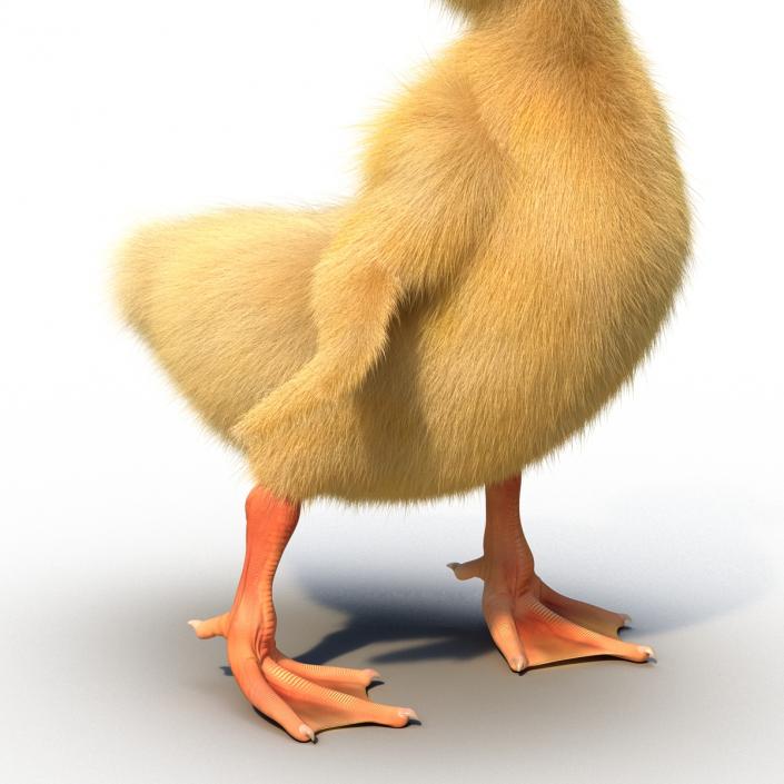 3D model Duckling Pose 4