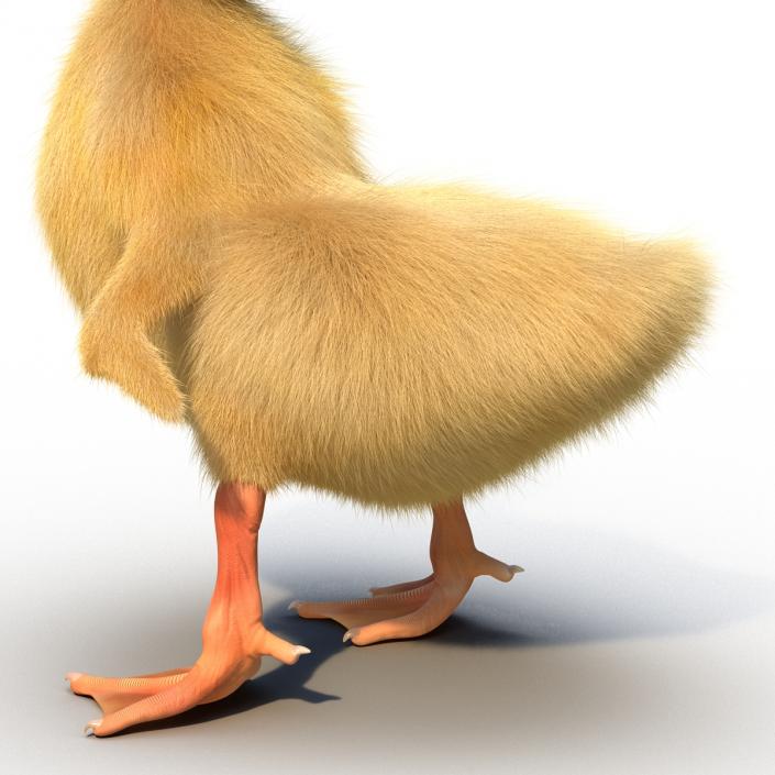 3D model Duckling Pose 4