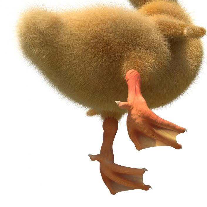 3D model Duckling Pose 4