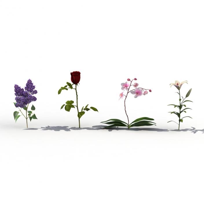 3D model Flowers Collection 2