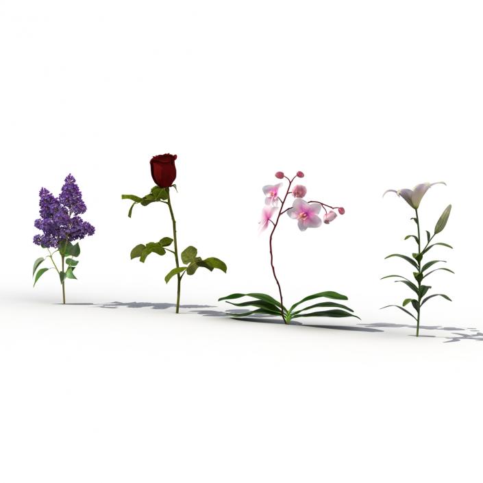 3D model Flowers Collection 2