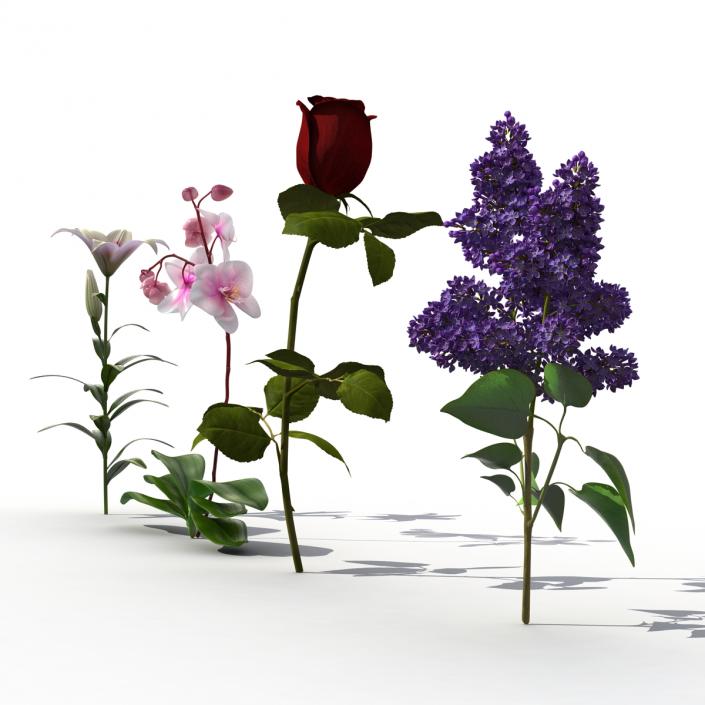 3D model Flowers Collection 2