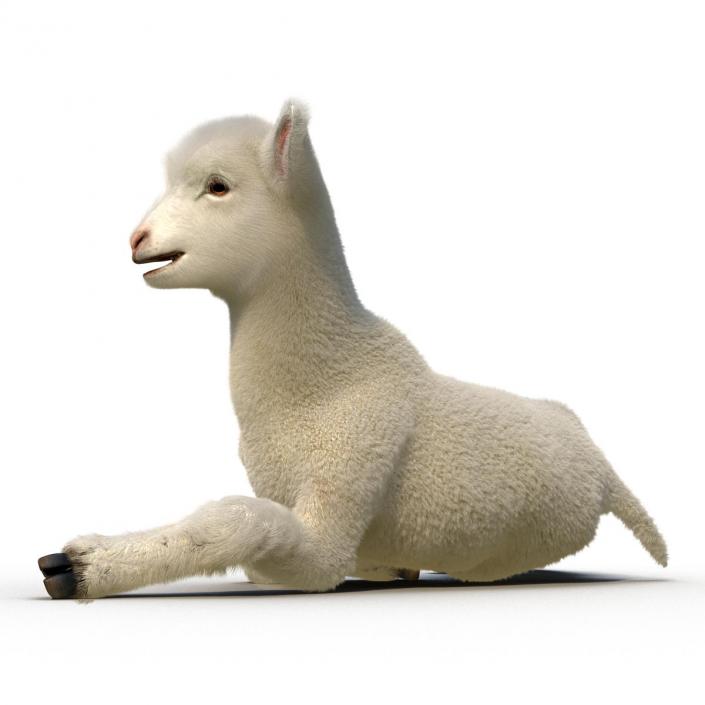 3D model Lamb Rigged with Fur