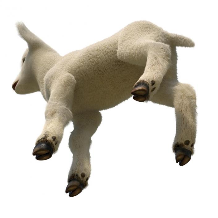 3D model Lamb Rigged with Fur