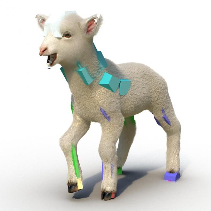 3D model Lamb Rigged with Fur