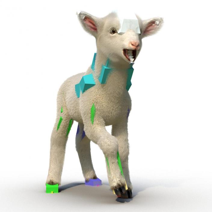 3D model Lamb Rigged with Fur