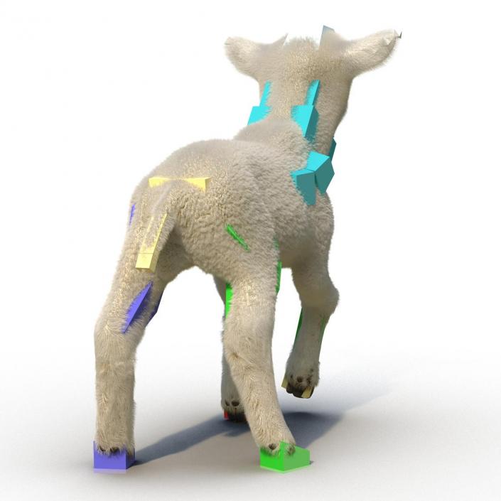 3D model Lamb Rigged with Fur