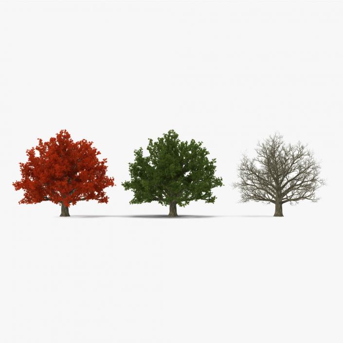 3D model Red Oak Old Tree Set