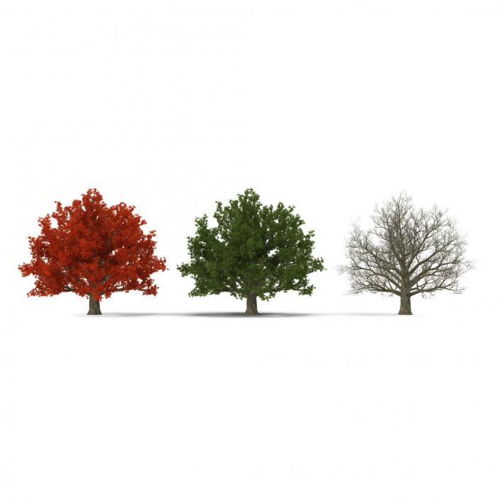 3D model Red Oak Old Tree Set