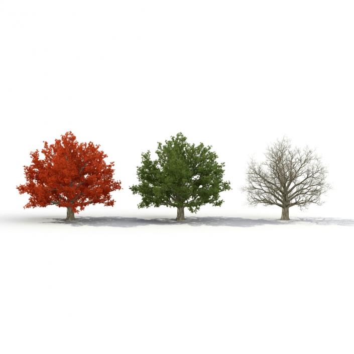 3D model Red Oak Old Tree Set