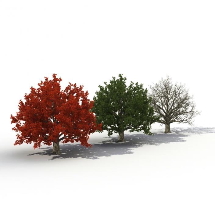 3D model Red Oak Old Tree Set