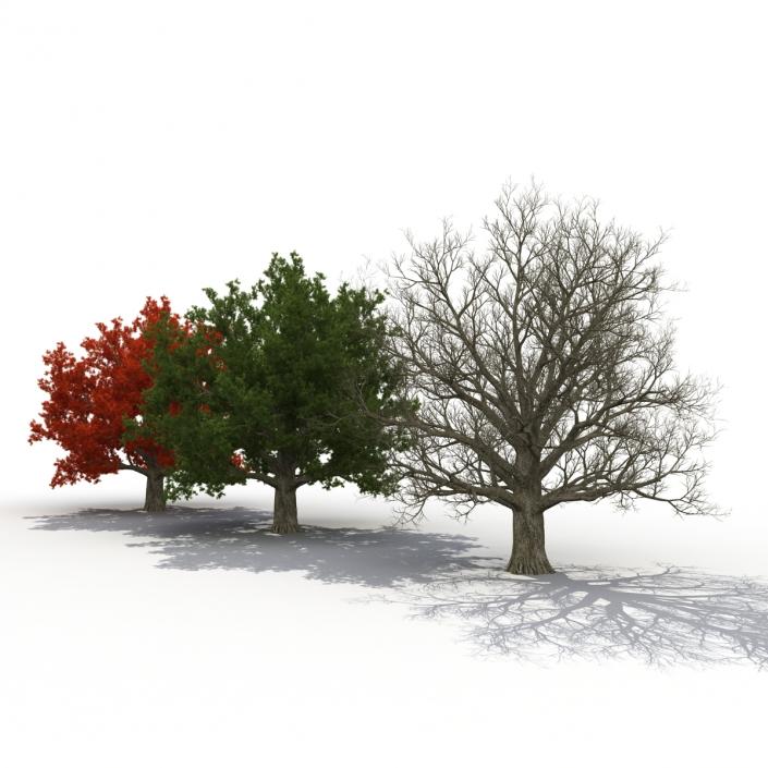 3D model Red Oak Old Tree Set