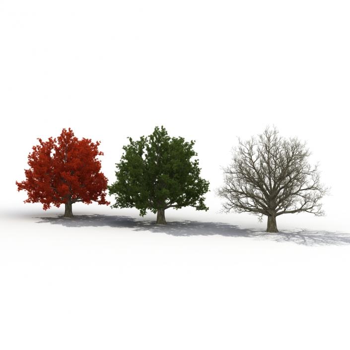 3D model Red Oak Old Tree Set